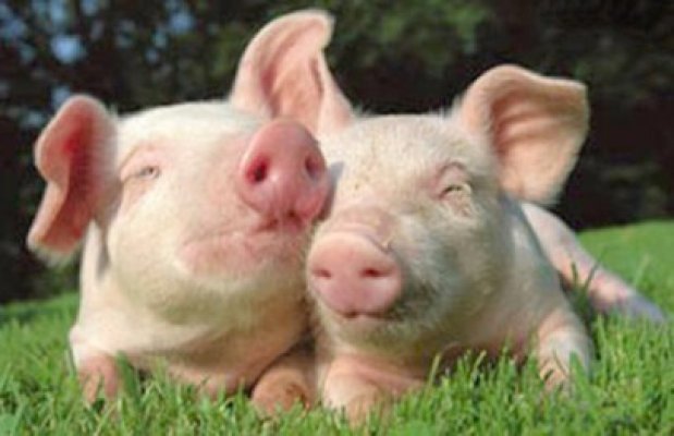 Crescătorii se tem de întoarcerea pestei porcine